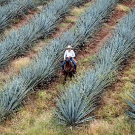 Rent a Luxury Villa and Visit a Magical Town Called Tequila Mexico